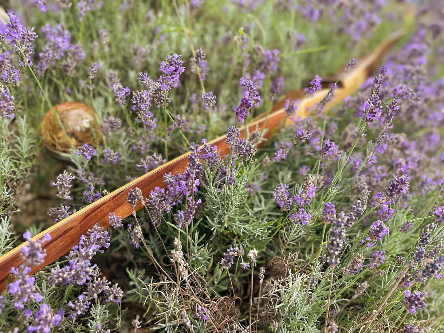 Langbogen "KIWARA" von Bogenbau Wienerwald